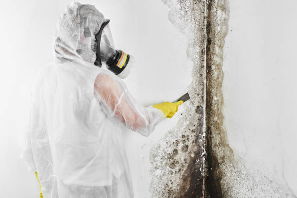 Best Post-Flood Mold Remediation in Elgin, OK