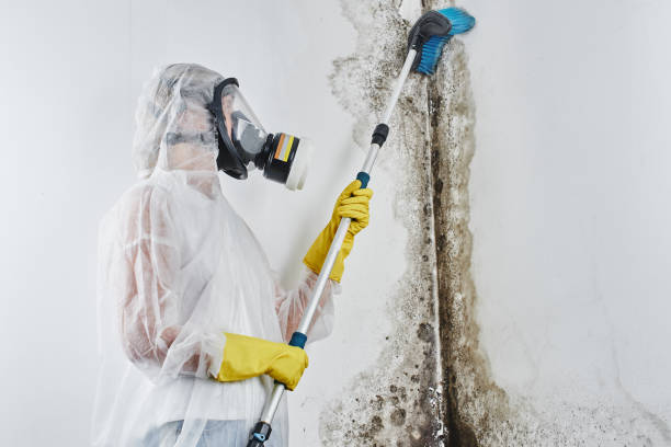 Best Industrial Mold Remediation in Elgin, OK
