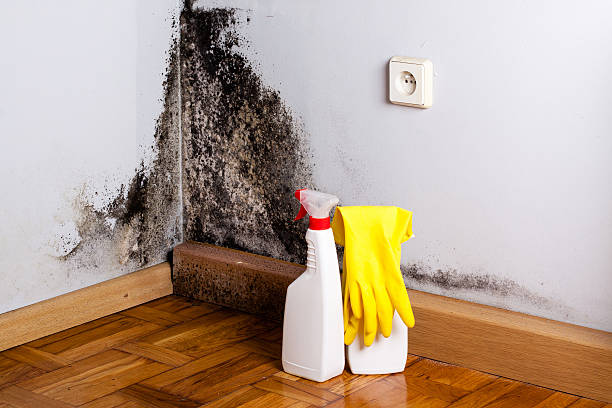 Best Residential Mold Remediation in Elgin, OK